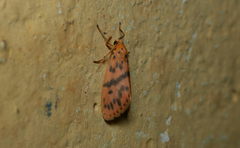 Miltochrista arcuata