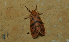 Miltochrista arcuata