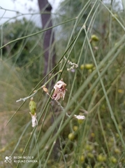 Retama monosperma