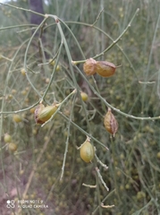 Retama monosperma
