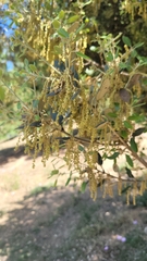 Quercus ilex