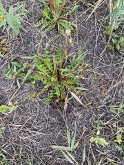 Taraxacum officinale