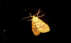 Barsochrista kishidai