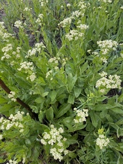 Lepidium draba