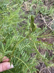 Vicia tenuifolia