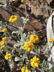 Eriophyllum congdonii