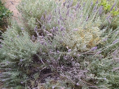 Lavandula dentata