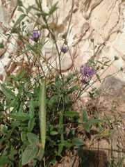 Bituminaria bituminosa