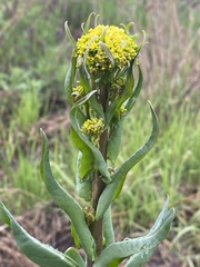 Brassicaceae