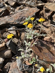 Eriophyllum congdonii