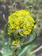 Brassicaceae