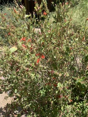Anisacanthus
