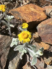 Eriophyllum congdonii