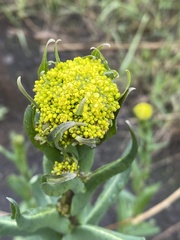 Brassicaceae