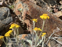 Eriophyllum congdonii