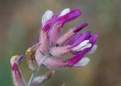 Astragalus varius