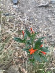 Bouvardia ternifolia