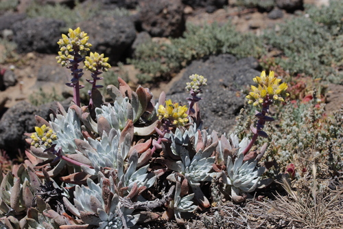 Dudleya greenei