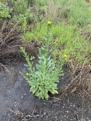 Brassicaceae
