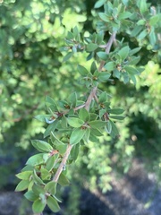 Leptospermum grandifolium