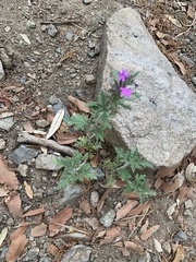 Glandularia chiricahensis