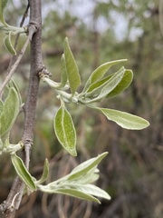 Elaeagnus angustifolia