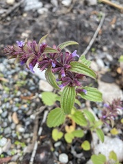 Dracocephalum thymiflorum