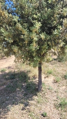 Quercus ilex