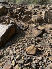 Eriophyllum congdonii