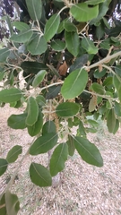 Quercus ilex
