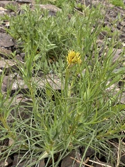 Tragopogon