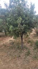 Quercus ilex