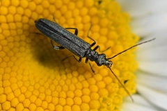 Oedemera virescens