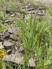 Tragopogon