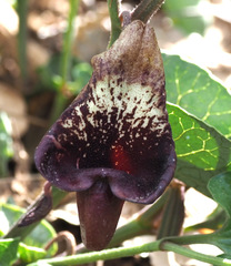 Aristolochia scabridula