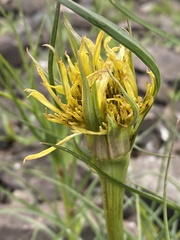 Tragopogon
