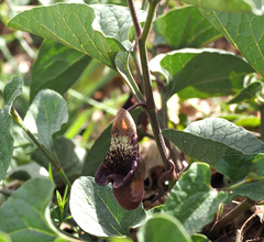 Aristolochia scabridula