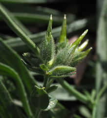 Cerastium dichotomum