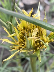 Tragopogon