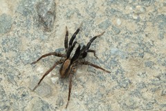 Alopecosa pulverulenta