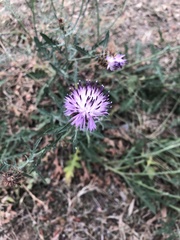 Centaurea aspera