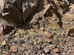 Eriophyllum congdonii