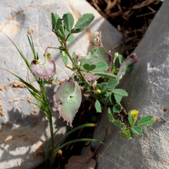 Medicago radiata