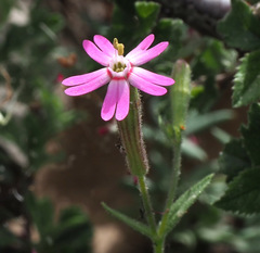 Silene damascena