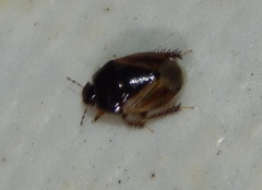 Microporus