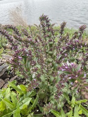 Dracocephalum thymiflorum