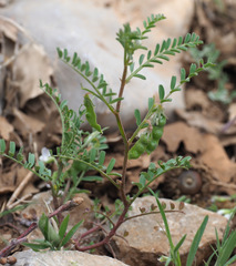 Vicia ervilia