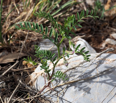 Vicia ervilia