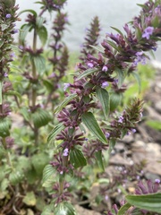 Dracocephalum thymiflorum