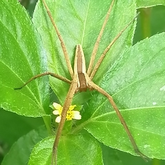 Dolomedes sulfureus
